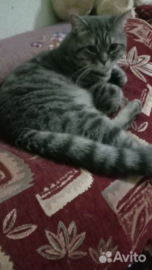 Британский кот