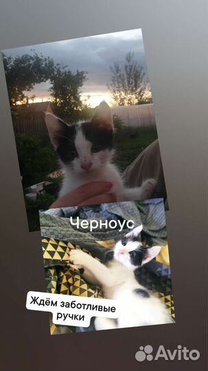 Котята в добрые руки