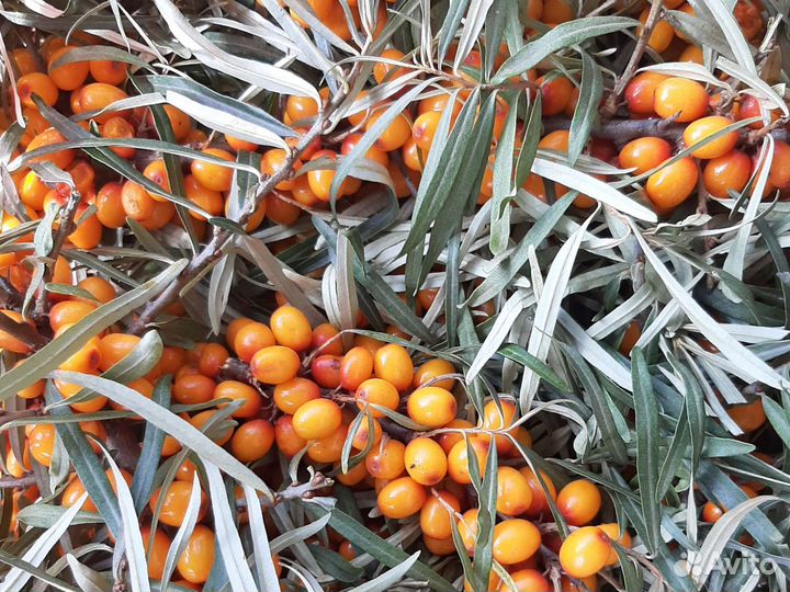 Стихотворения на заказ