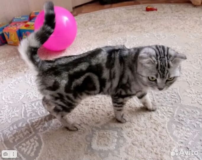 Шотландская вислоухая кошка