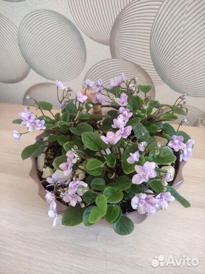 Фиалки листья черенки