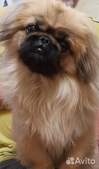 Вязка пекинес