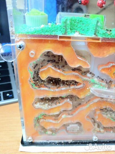 Муравьиная ферма