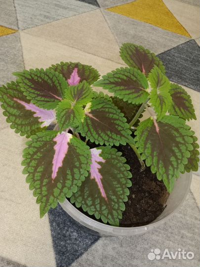 Калеус ком цветы