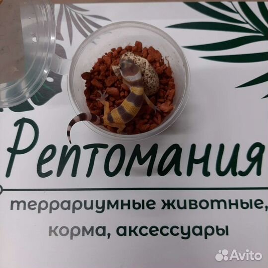 Эублефары 2023