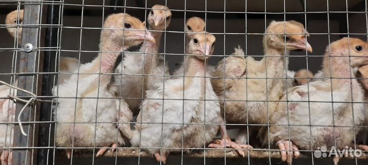 Индюки Биг 6