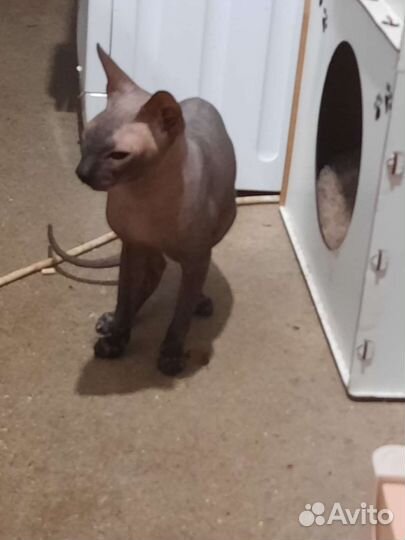 Донской сфинкс