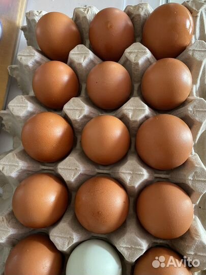 Яйцо домашнее