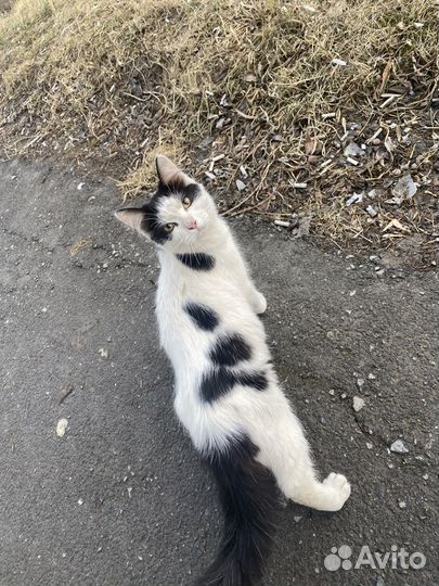 Котик в добрые руки