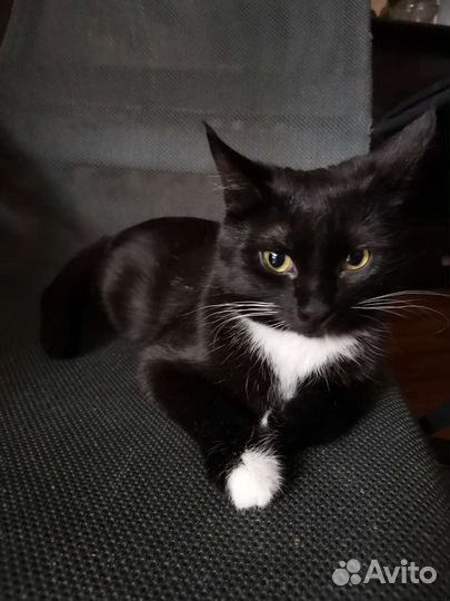 Кошка