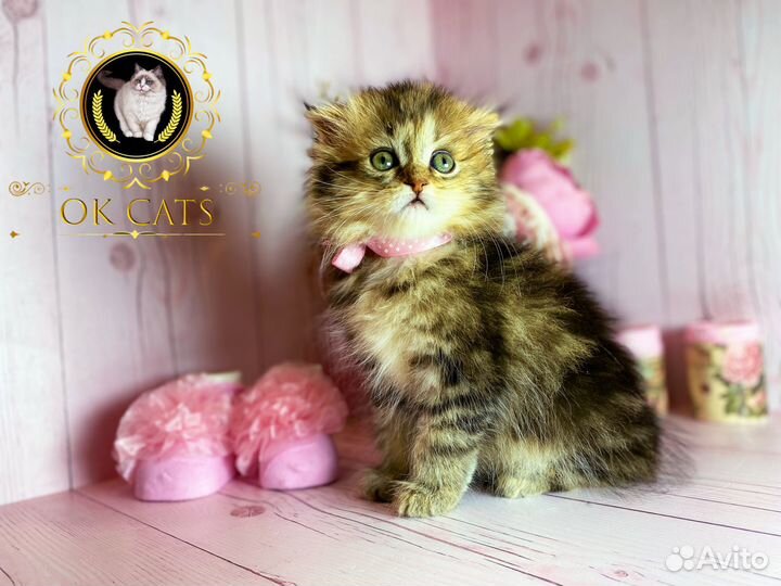 Pixel. Эксклюзивная девочка манчкин long