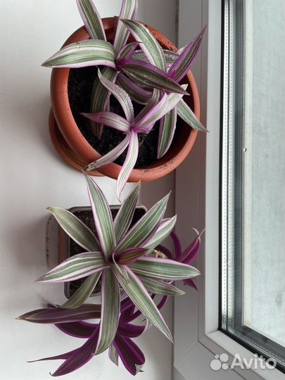 Рэо пестрый