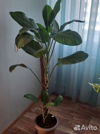 Комнатные растения