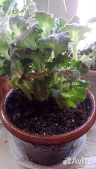 Бильбергия поникшая / Циперус