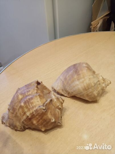 Раковина морского моллюска рапана