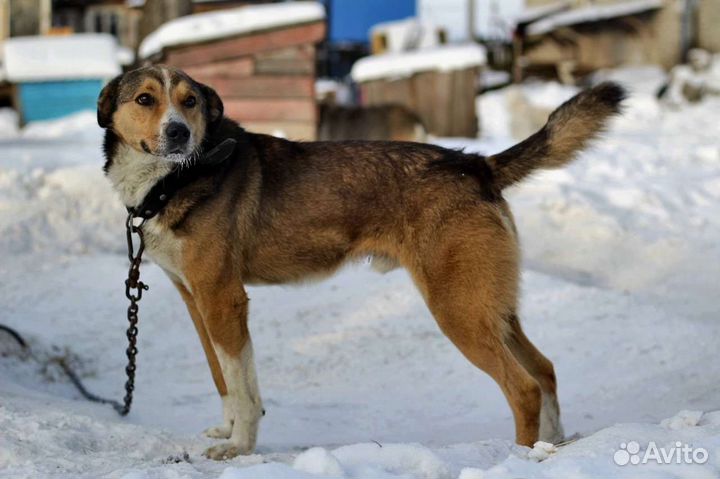 В добрые руки