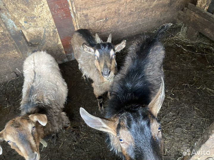 Козы и козел