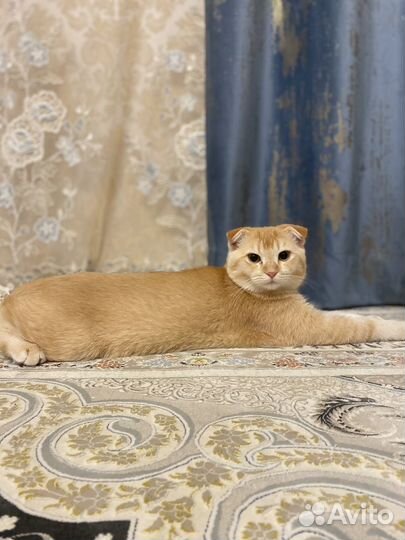 Кот на вязку