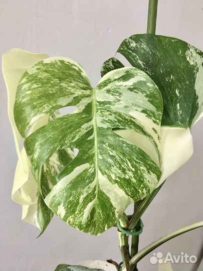 Монстера альба