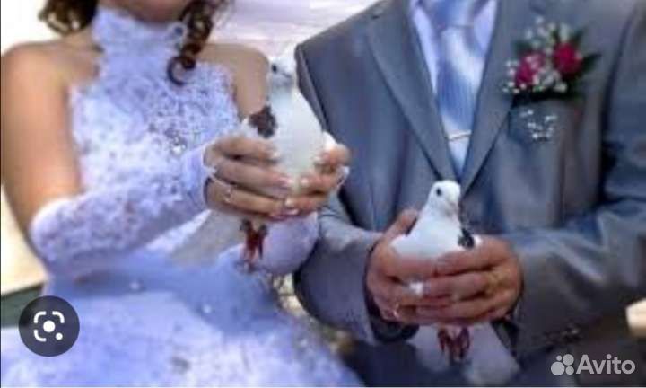 Голуби белые