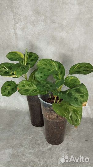 Маранта бьюти ким