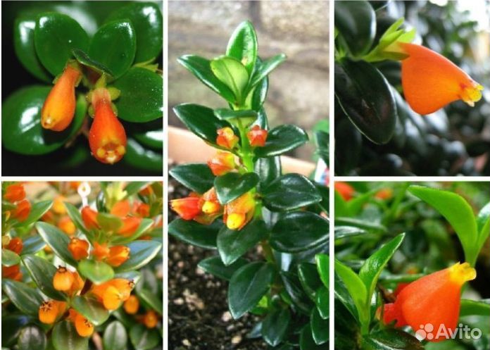 Нематантус