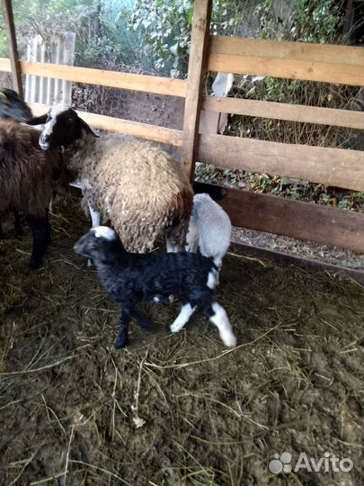 Овцы бараны