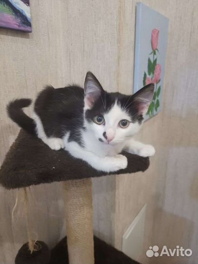 Котенок красавец
