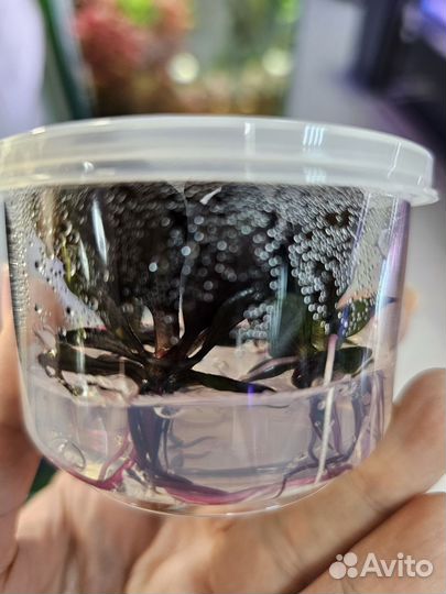 Растения аквариумные (меристемные и т.д.) Тайланд