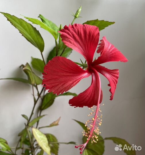 Гибискус доминиканский