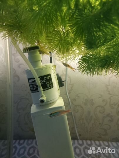 Рыбки гуппи