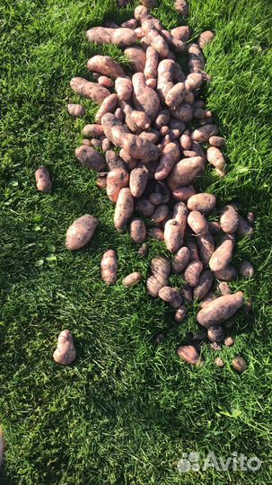 Домашние заготовки