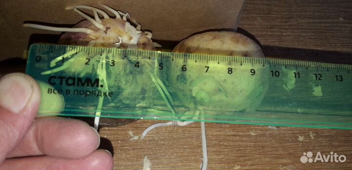 Рябчик императорский