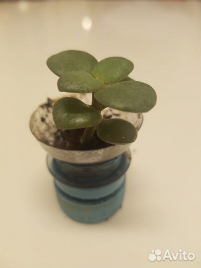 Толстянка, денежное дерево