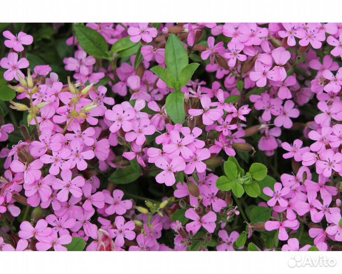 Мыльнянка базиликолистная