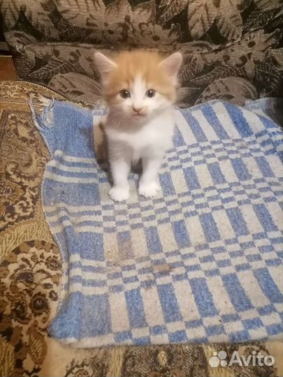 Кошка в дар бесплатно