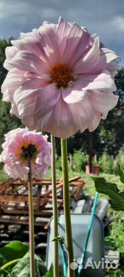 Георгин 3шт огромный