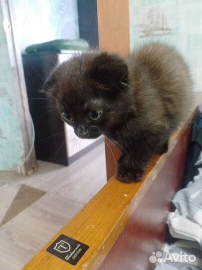 Шотландская вислоухая кошка