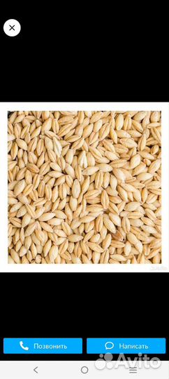 Зерно ячмень