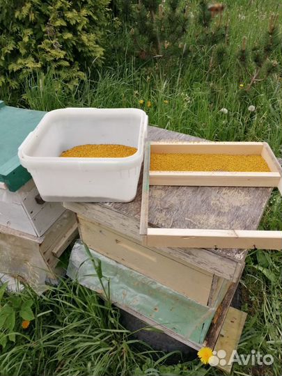 Пчелиная цветочная пыльца опт