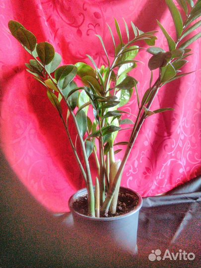 Комнатные цветы