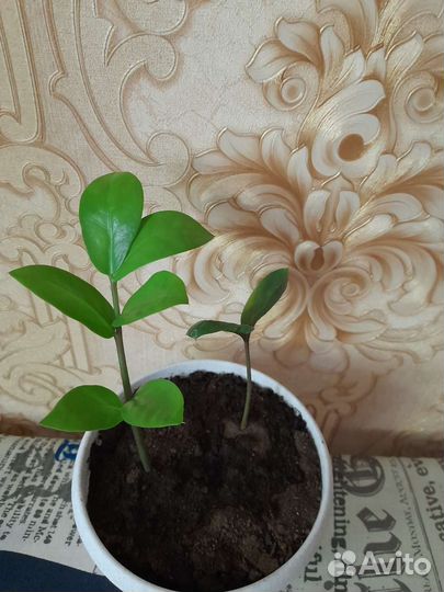 Комнатные цветы