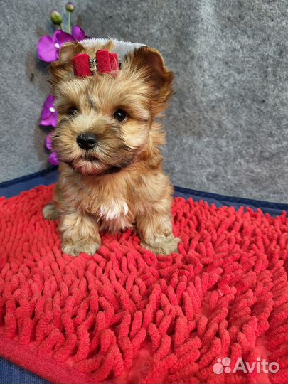 Щенки русская салонная золотая йорк бивер