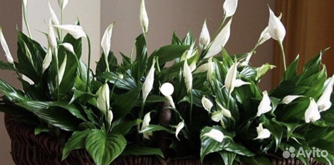 Спатифиллум Шопен