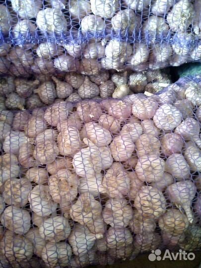 Помидоры сливка