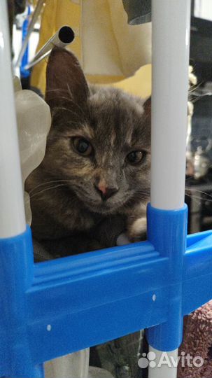 Кошка в дар