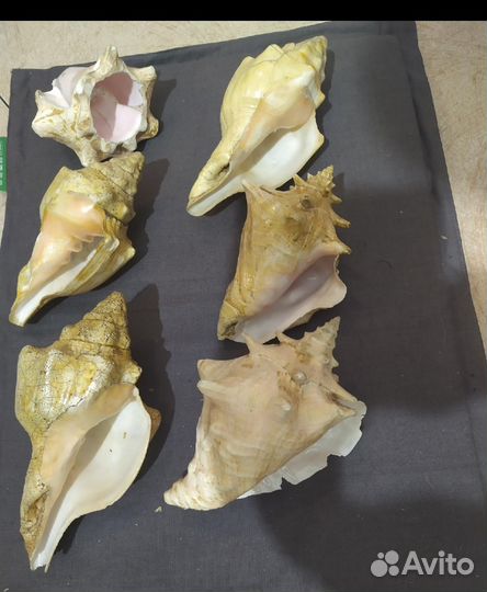 Ракушки морские опт