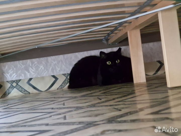 Отдам двух черных кошек-сестренок