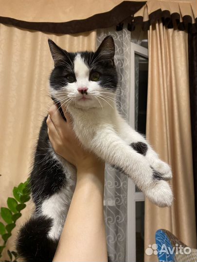 Кошка в дар