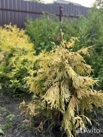 Туя западная еллоу риббон